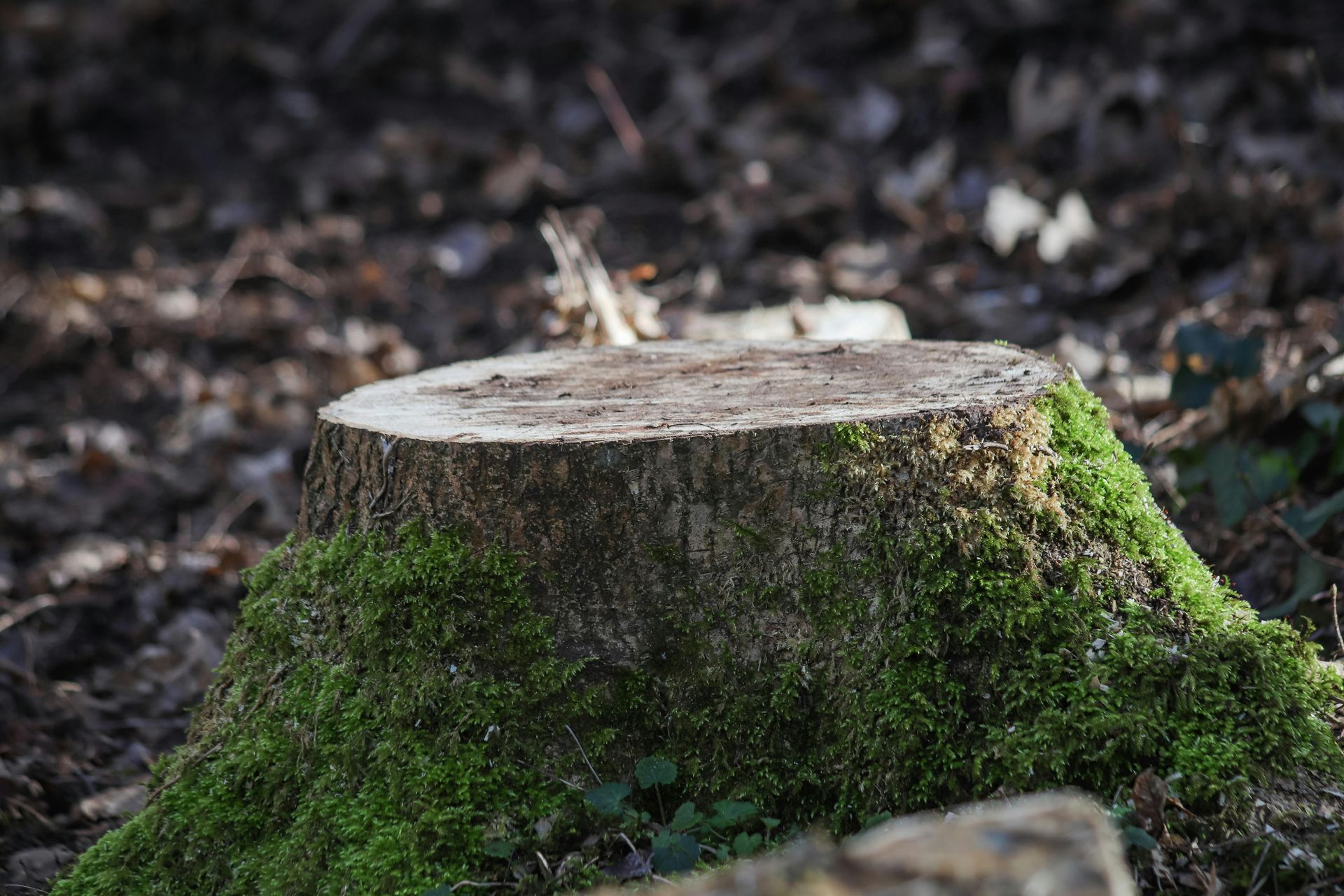 Detailed view of a moss-covered tree stump in a forest setting, showcasing nature's resilience.